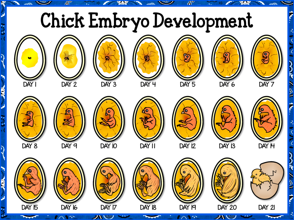 embryonic development in hatching chicks in the classroom