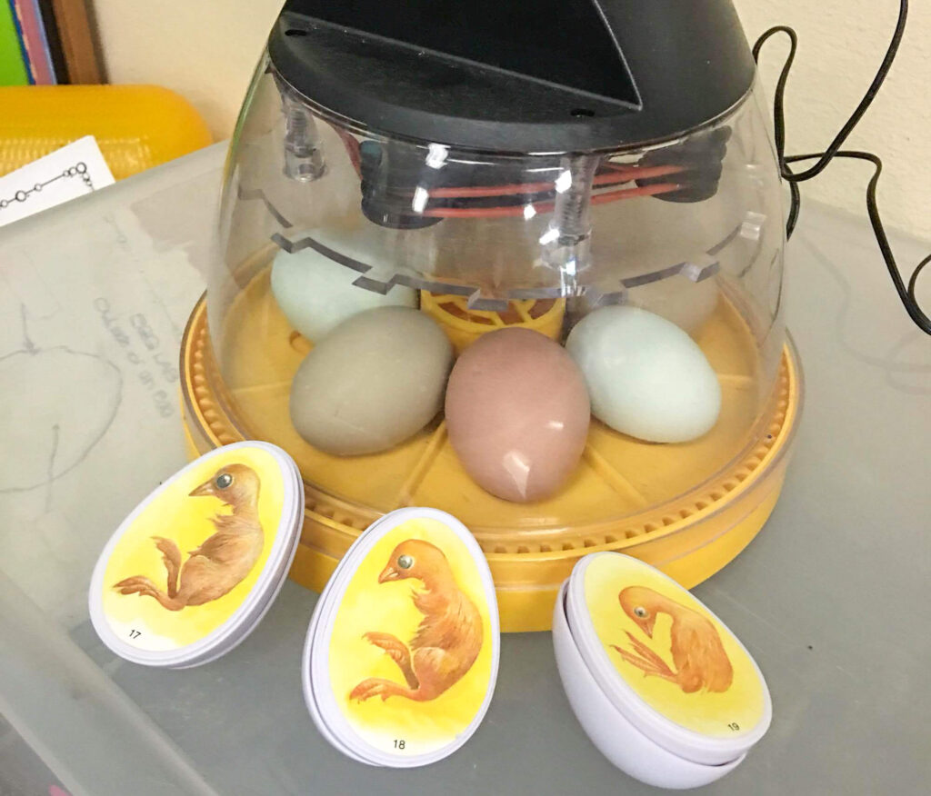 eggs in incubator while hatching chicks in the classroom