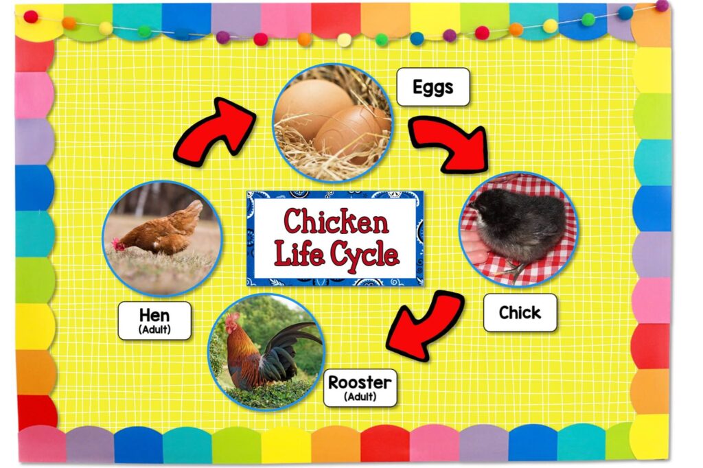 Life Cycle of Chicken bulletin boards to use for hatching chicks in the classroom