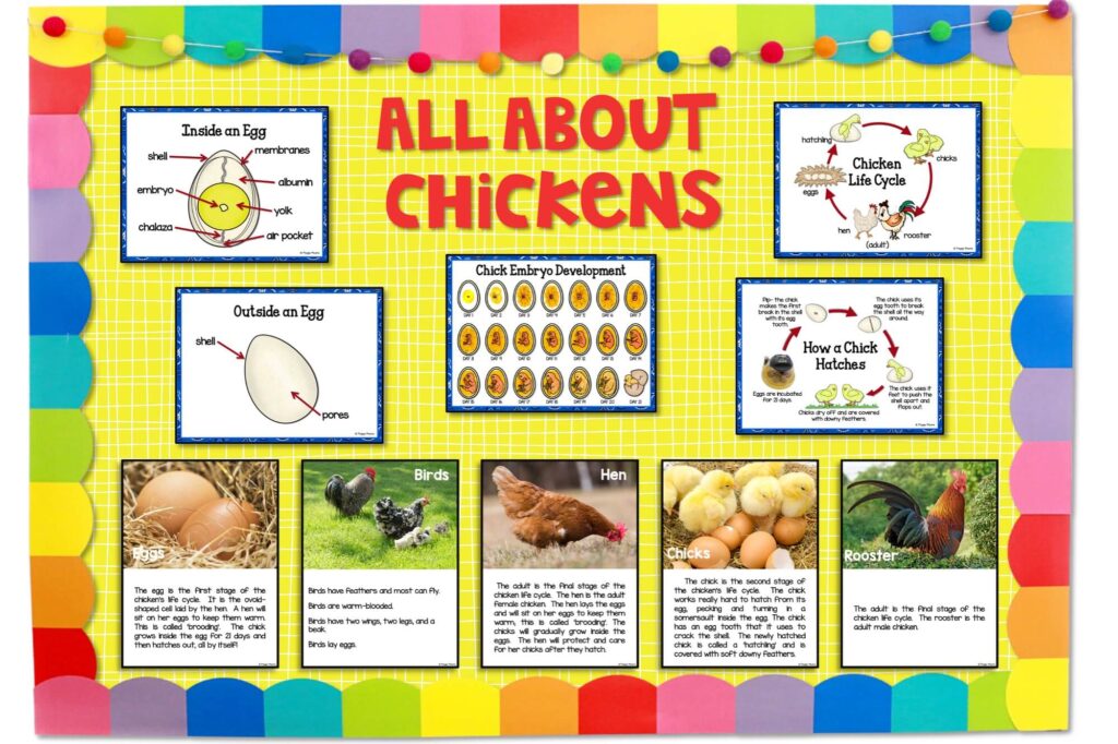 Anchor posters for bulletin boards to use for hatching chicks in the classroom