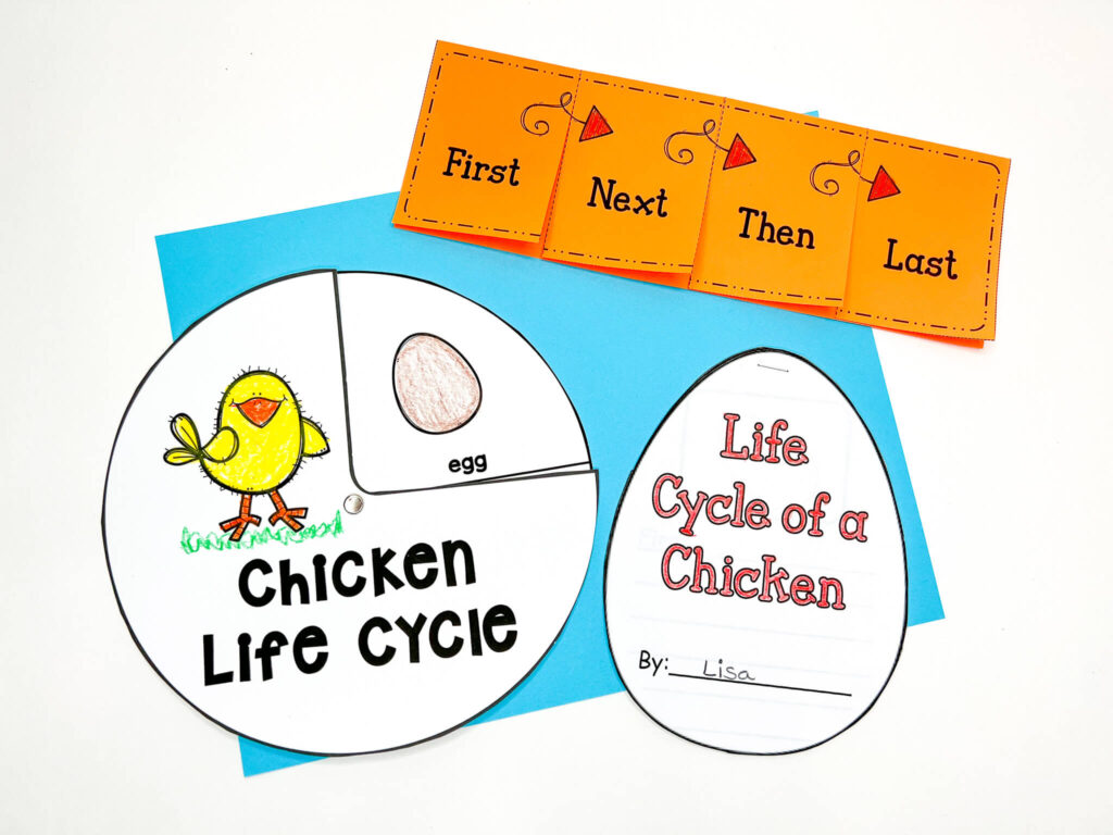 Life cycle of chicken student booklets