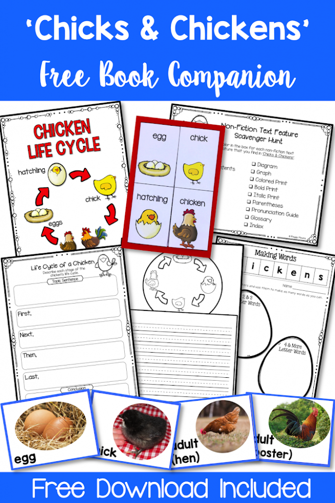 Are you looking for a way to fit science into your day? This free pack has everything you need to lead your students through the writing process as they learn about chickens.