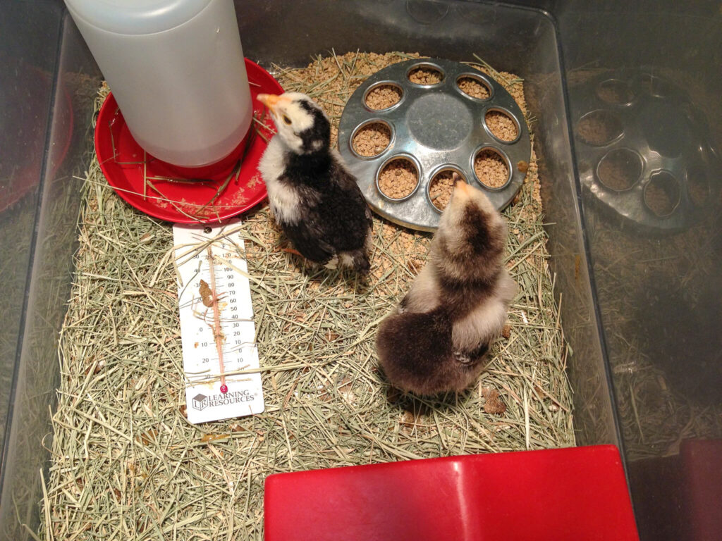 chicks in coop while Life Cycle of Chicken bulletin boards to use for hatching chicks in the classroom