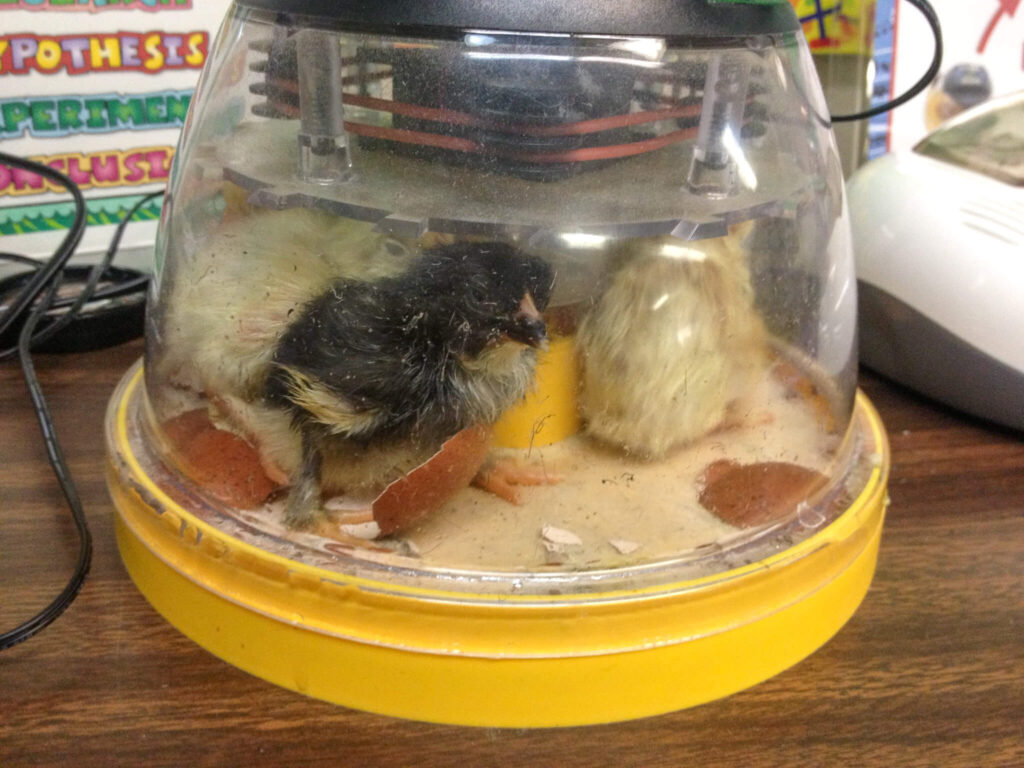 Life Cycle of ChickeHappy chicks on hatching chicks in the classroom