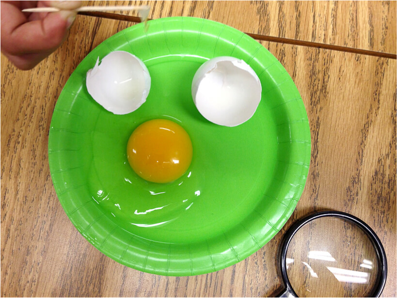 egg lab in hatching chicks in the classroom
