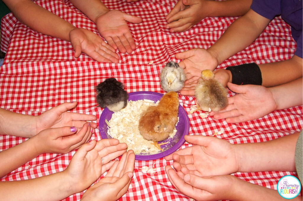 Handling the chicks while Life Cycle of Chicken bulletin boards to use for hatching chicks in the classroom